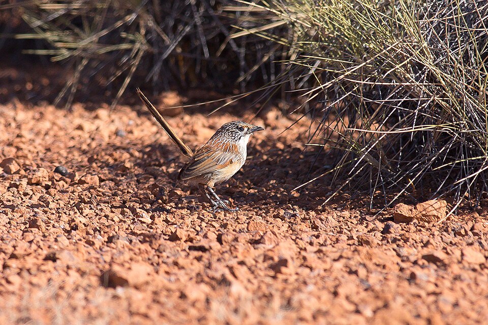 Opalton Grasswren