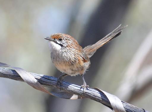 Striated Grasswren
