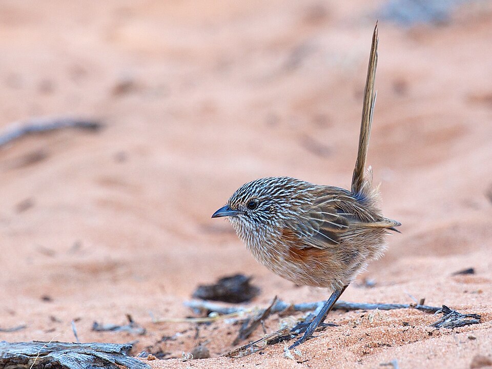 Western Grasswren