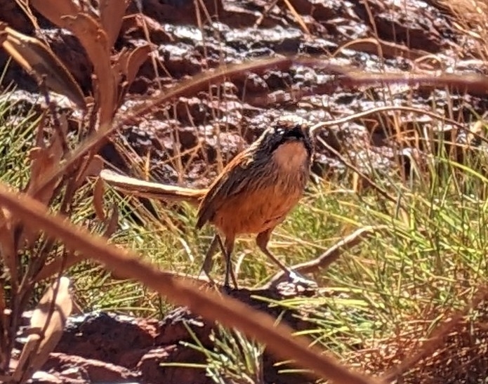 Rufous Grasswren