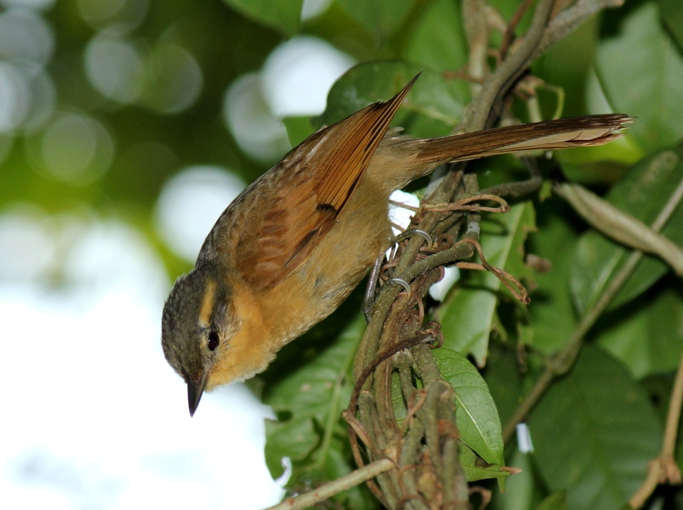 Ochre-breasted Foliage-gleaner
