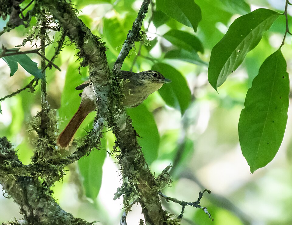 Rufous-tailed Foliage-gleaner