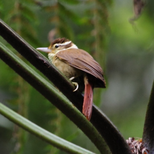 White-collared Foliage-gleaner