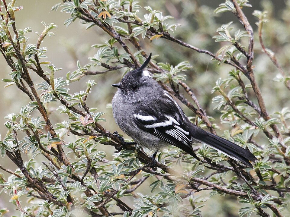 Ash-breasted Tit-Tyrant