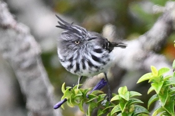 Juan Fernandez Tit-Tyrant