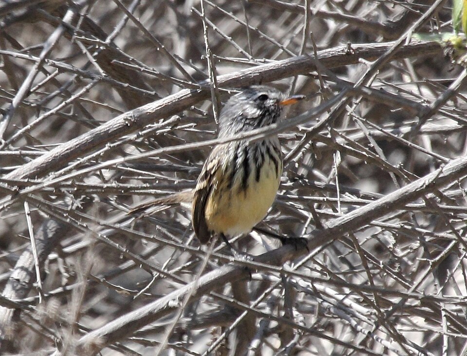 Yellow-billed Tit-Tyrant