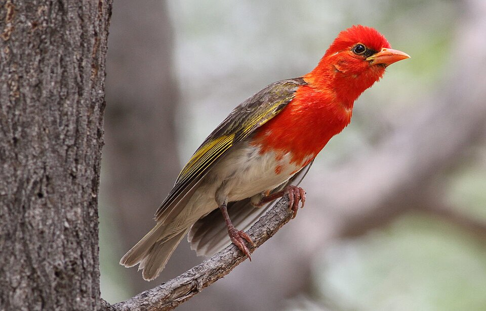 Red-headed Weaver