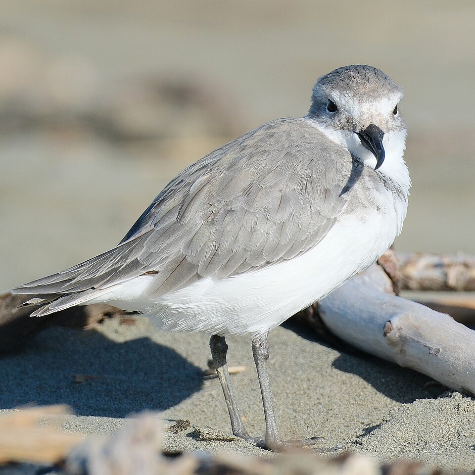 Wrybill