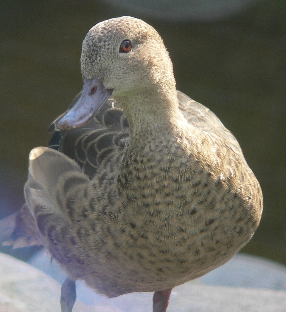 Bernier's Teal