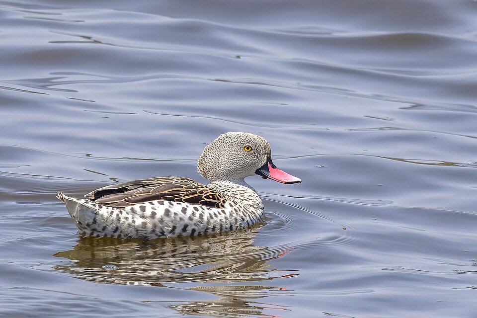 Cape Teal