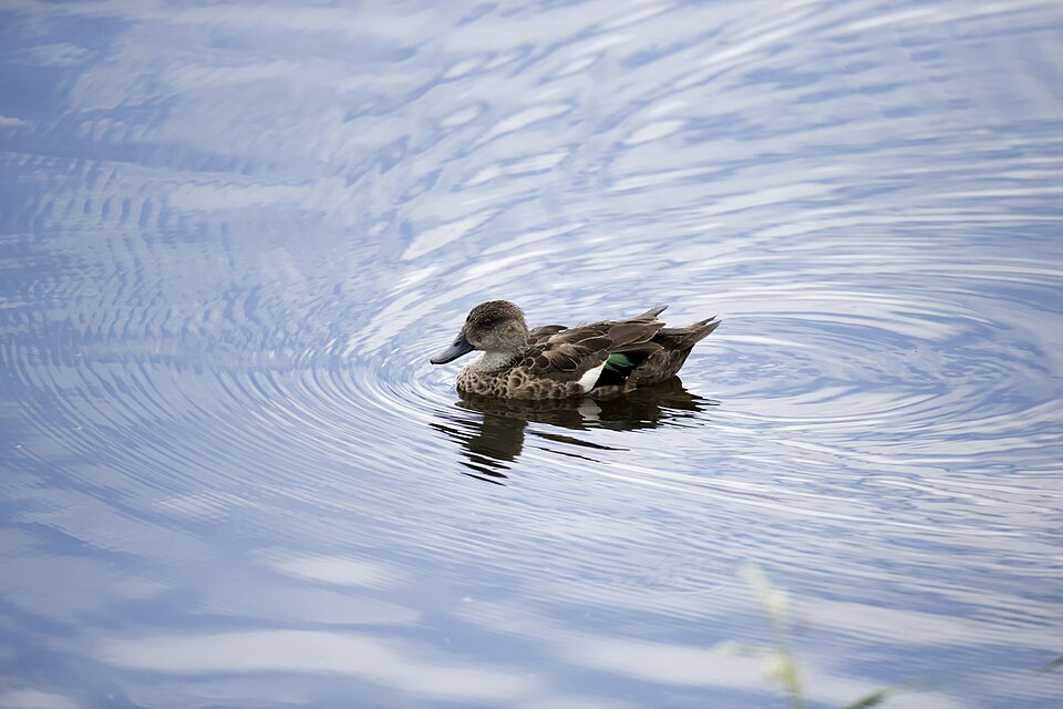 Chestnut Teal