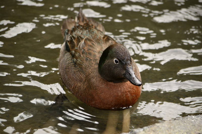 Brown Teal