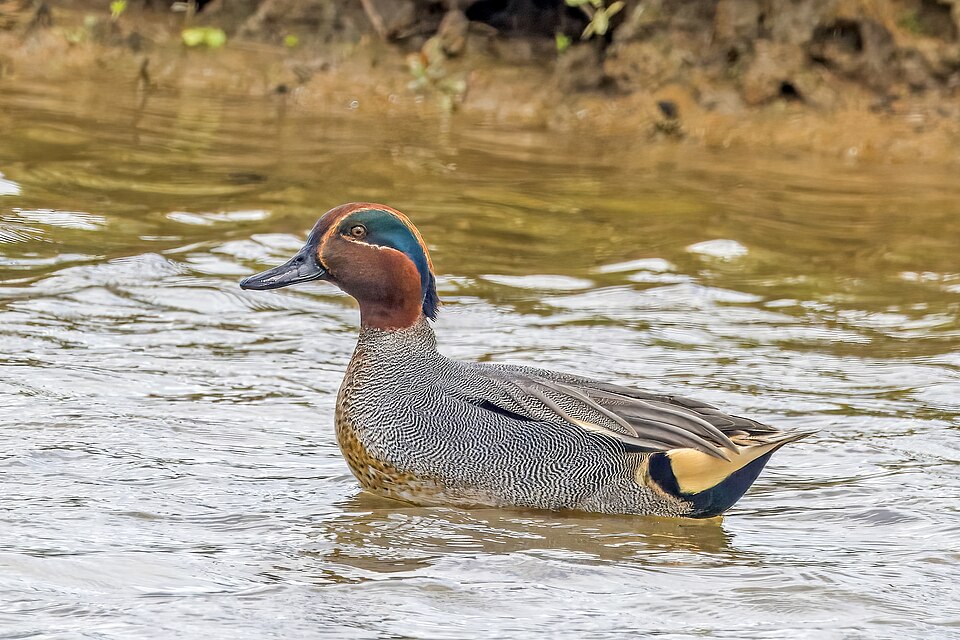 Eurasian Teal