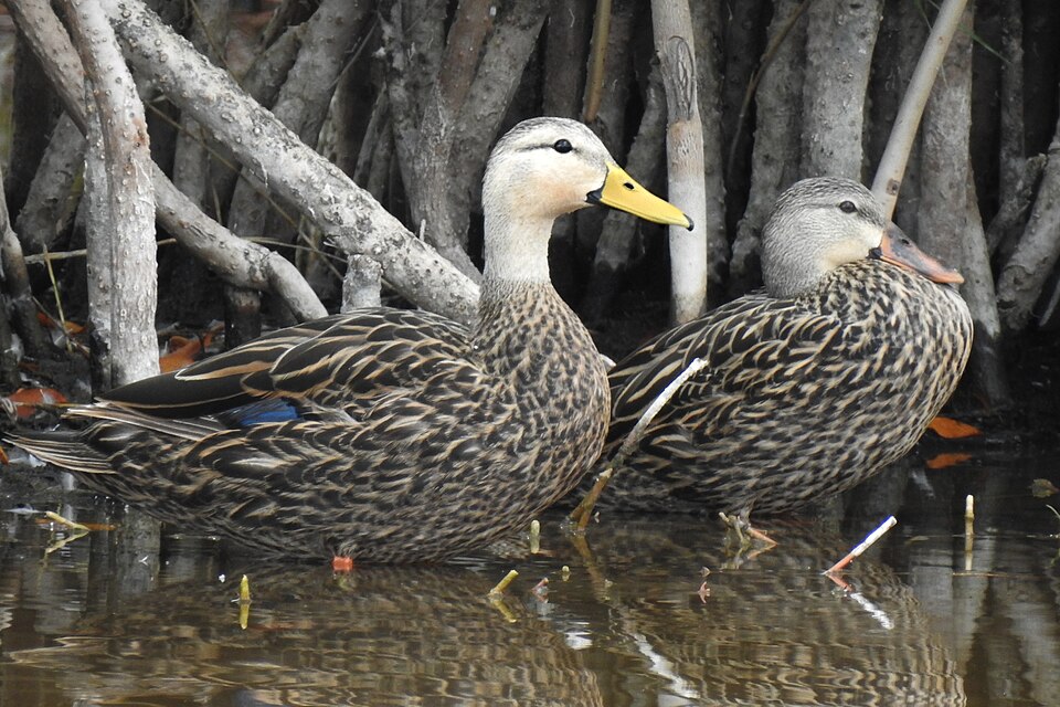 Mottled Duck