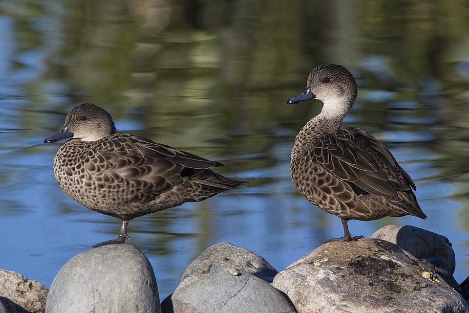 Grey Teal