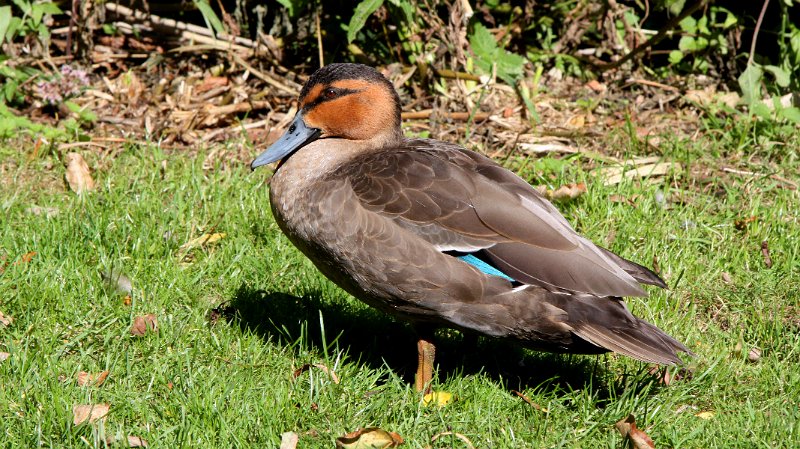Philippine Duck