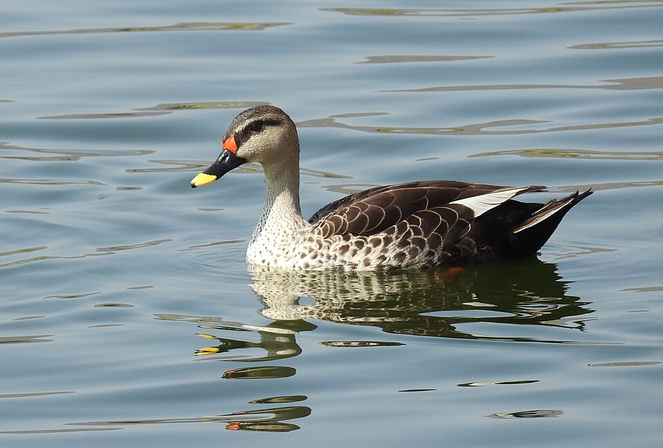 Indian Spot-billed Duck