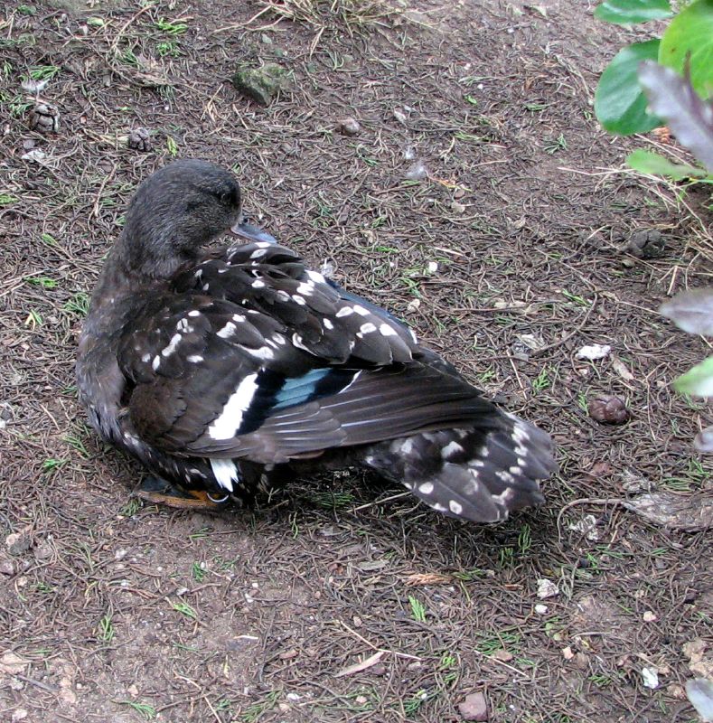 African Black Duck
