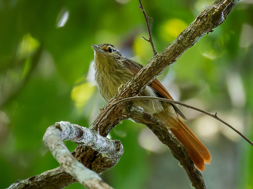 Chestnut-winged Hookbill