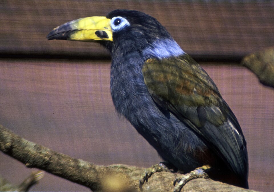 Hooded Mountain Toucan