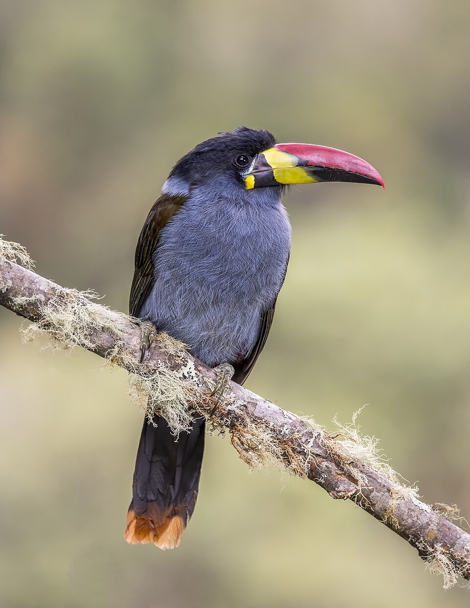 Grey-breasted Mountain Toucan