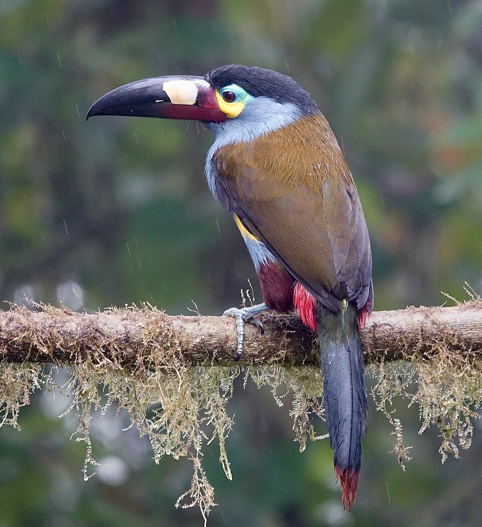 Plate-billed Mountain Toucan