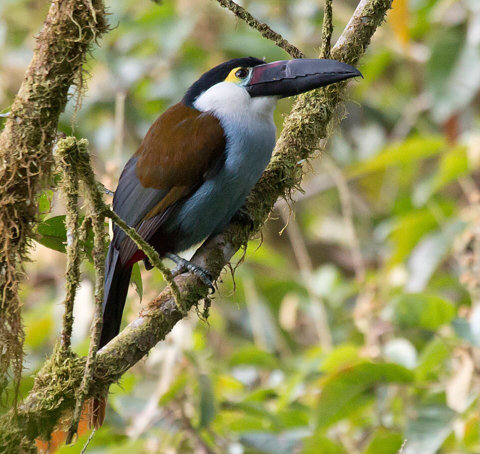 Black-billed Mountain Toucan
