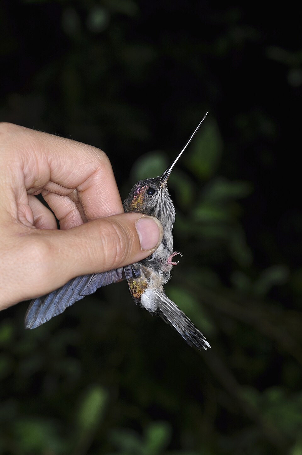 Tooth-billed Hummingbird