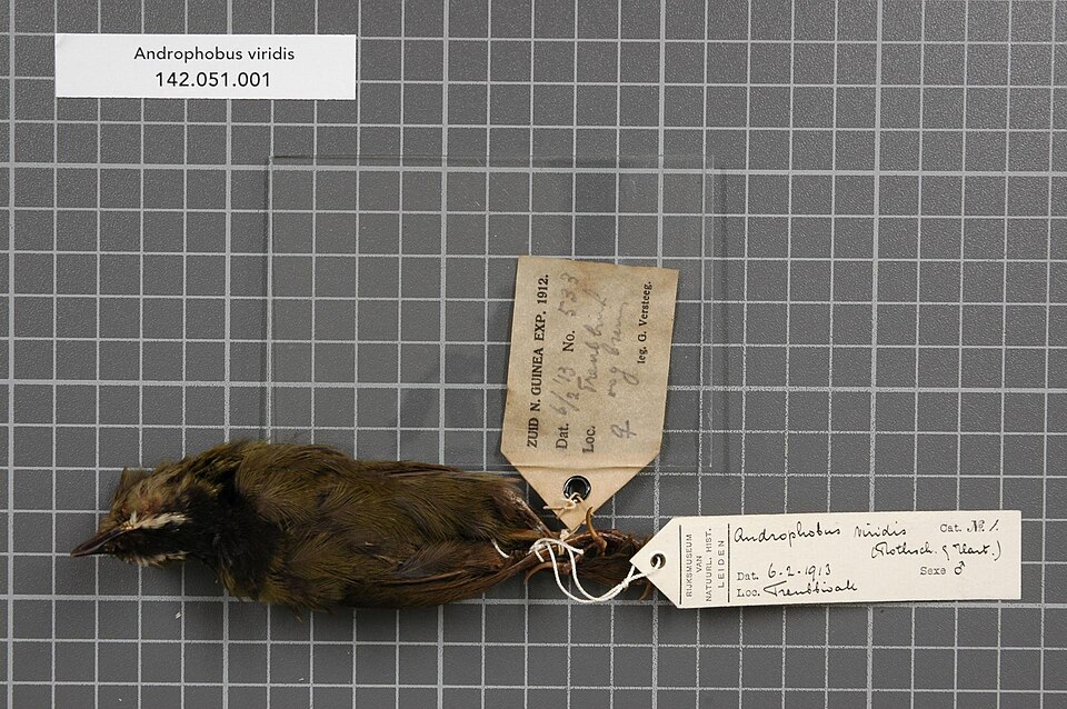 Papuan Whipbird