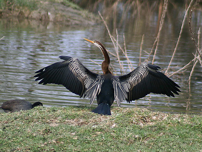 Oriental Darter