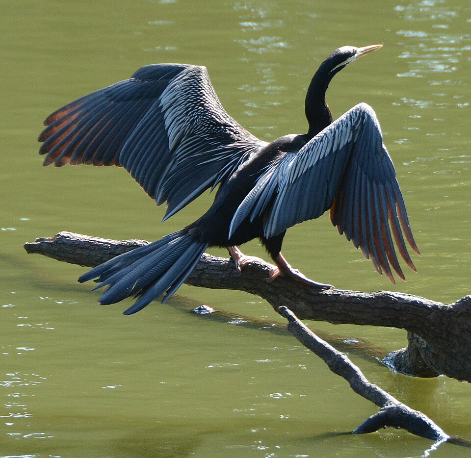 Australasian Darter
