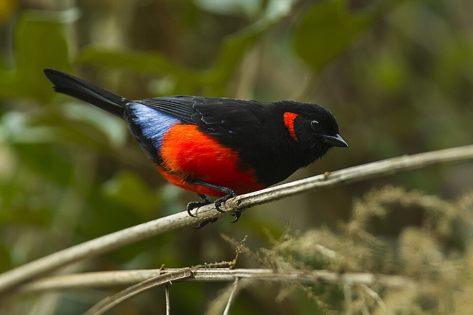 Scarlet-bellied Mountain Tanager