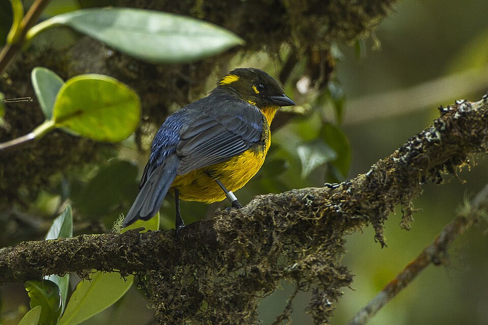 Lacrimose Mountain Tanager