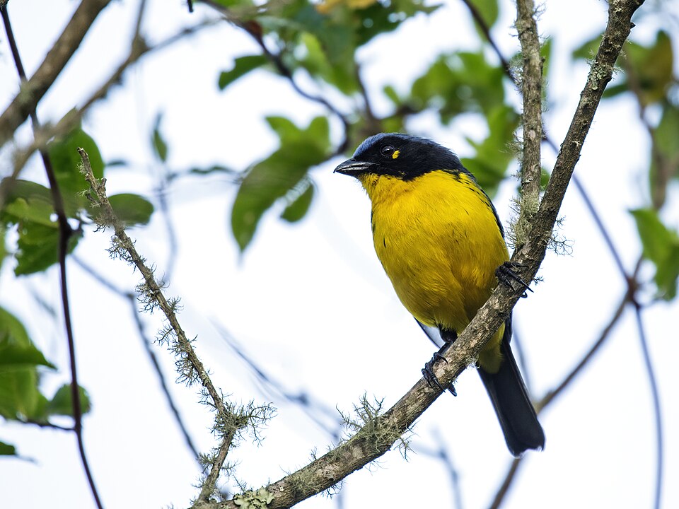 Santa Marta Mountain Tanager