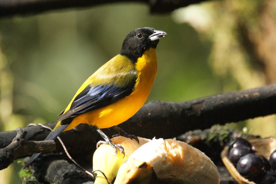 Black-chinned Mountain Tanager