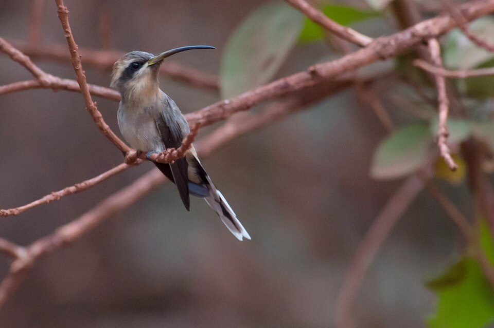 Broad-tipped Hermit