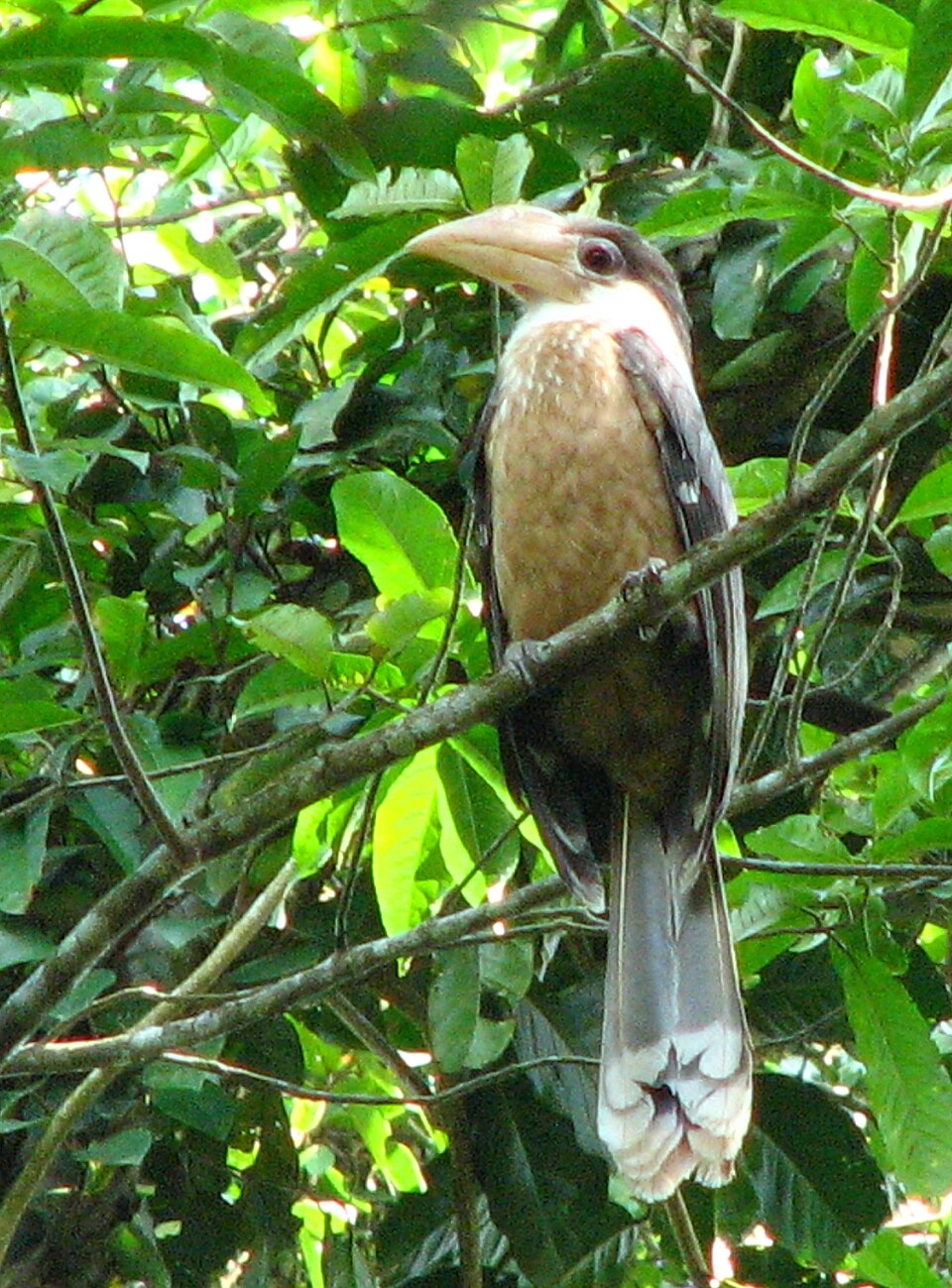 Austen's Brown Hornbill