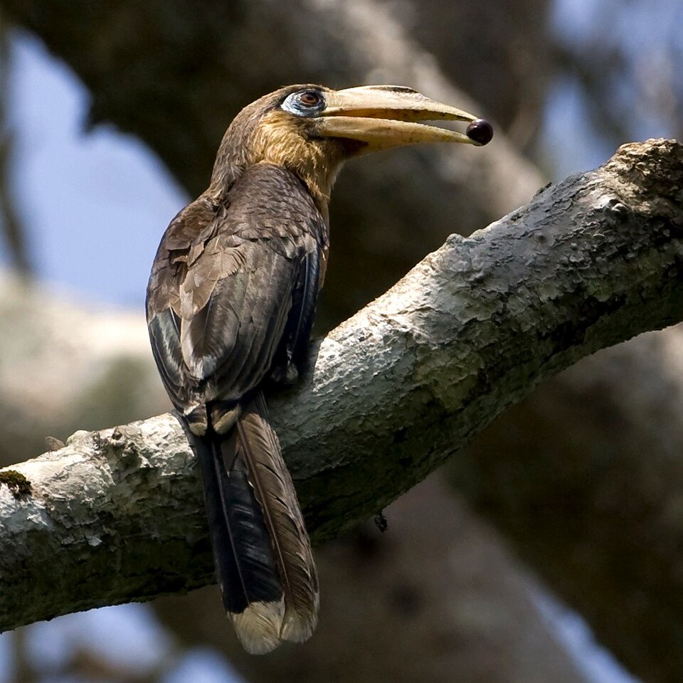 Tickell's Brown Hornbill