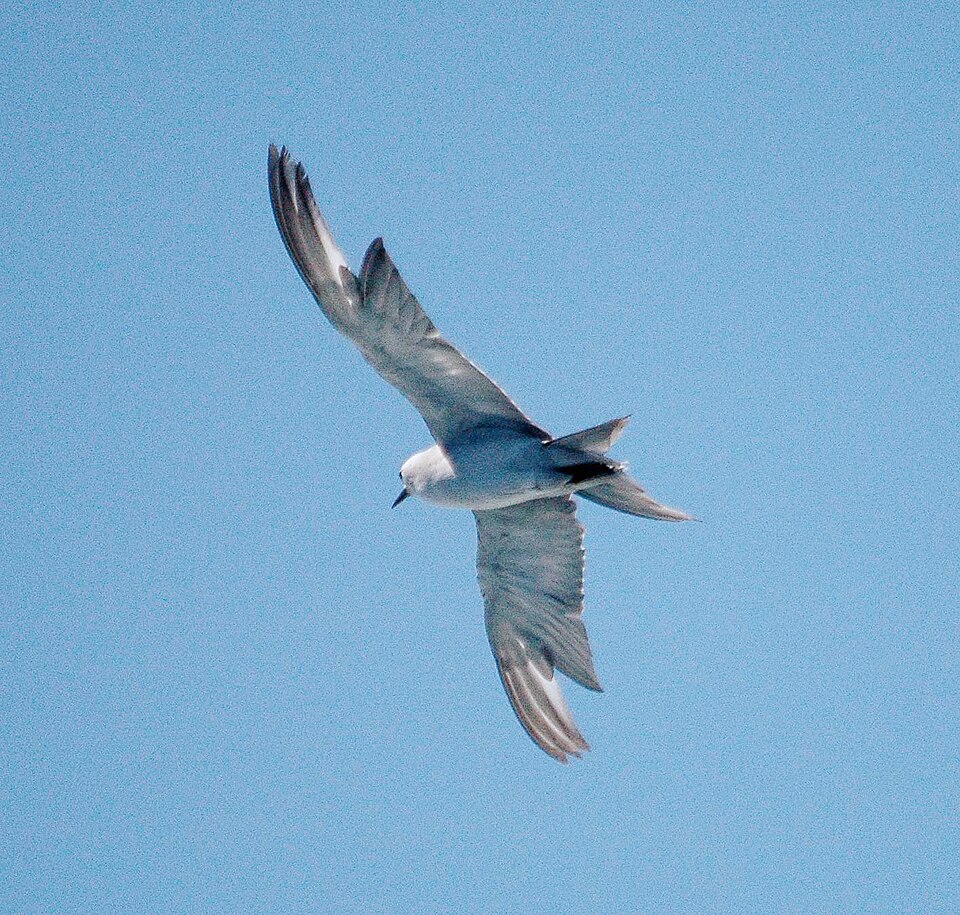 Grey Noddy