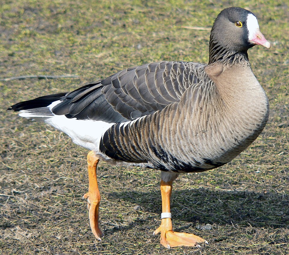 Lesser White-fronted Goose