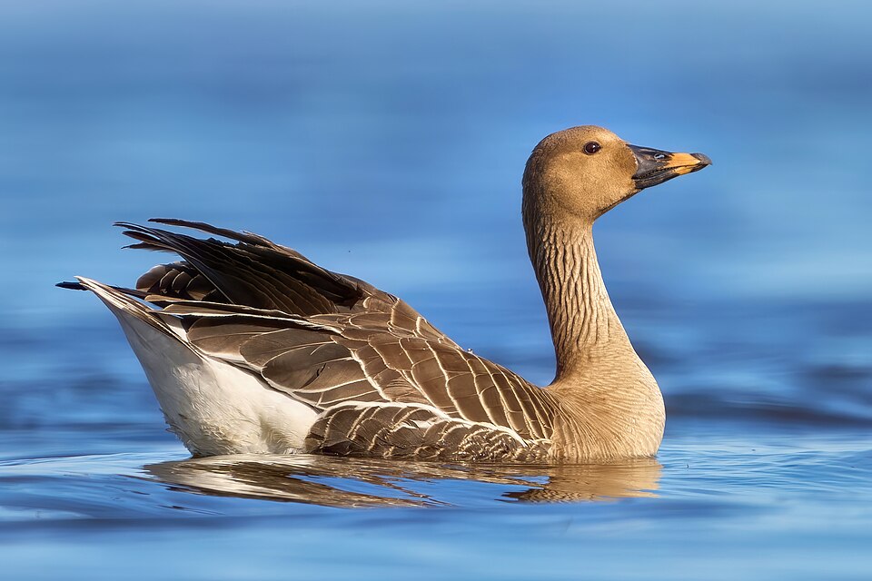 Taiga Bean Goose