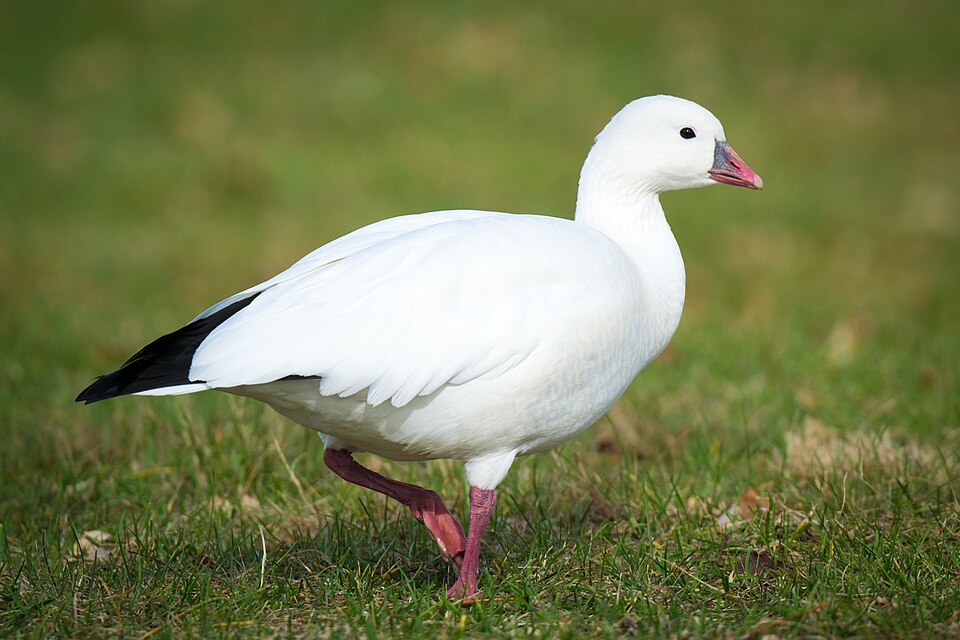 Ross's Goose