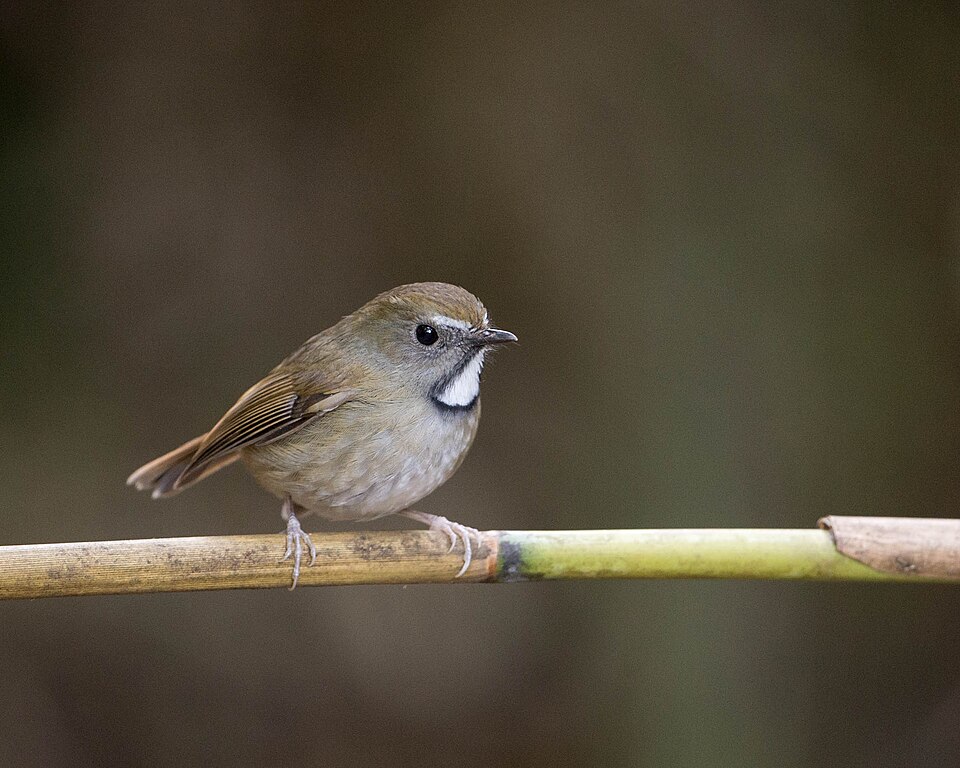 White-gorgeted Flycatcher