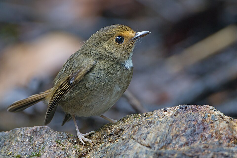 Rufous-browed Flycatcher