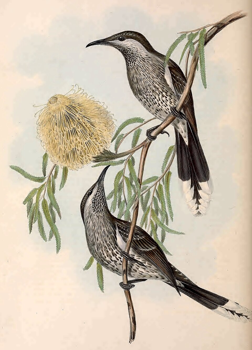 Western Wattlebird