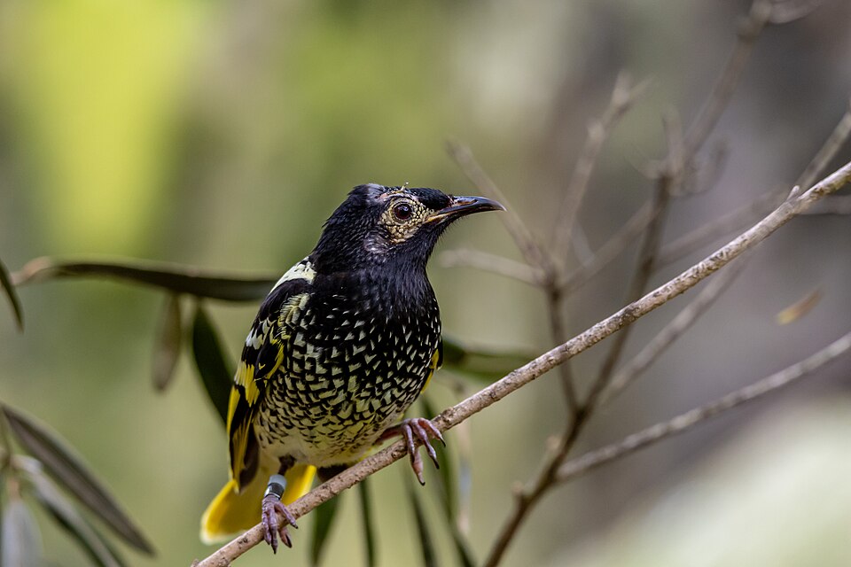 Regent Honeyeater