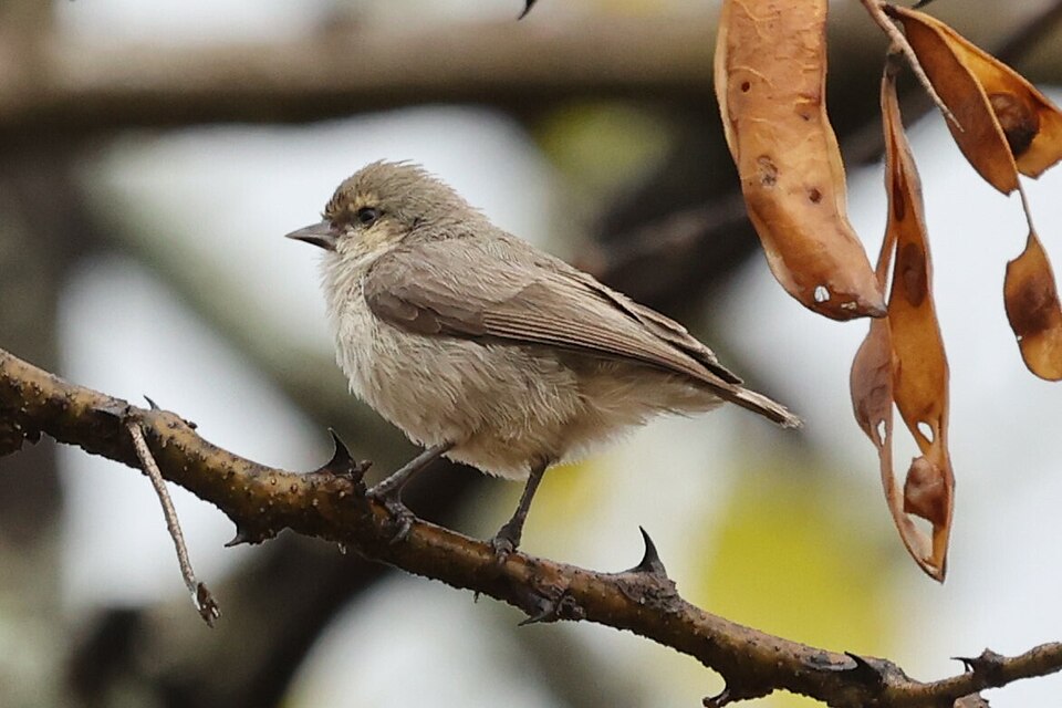 Mouse-colored Penduline Tit