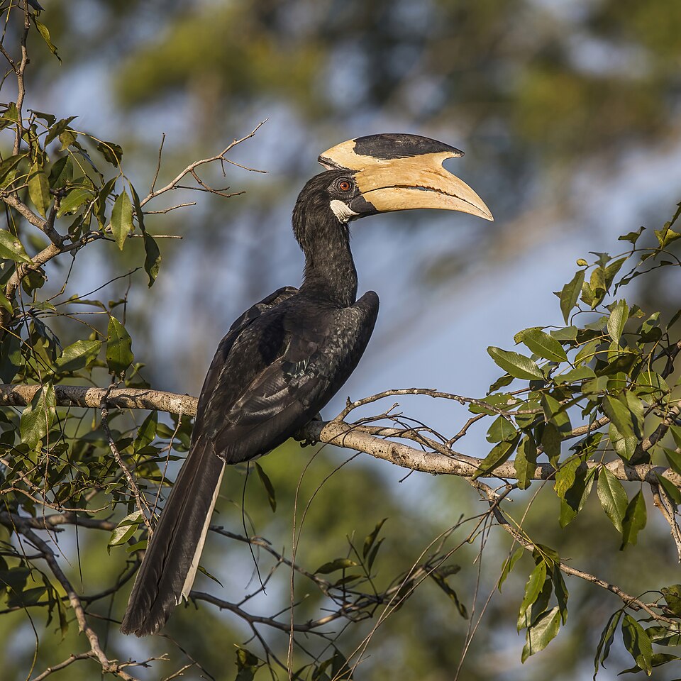 Malabar Pied Hornbill