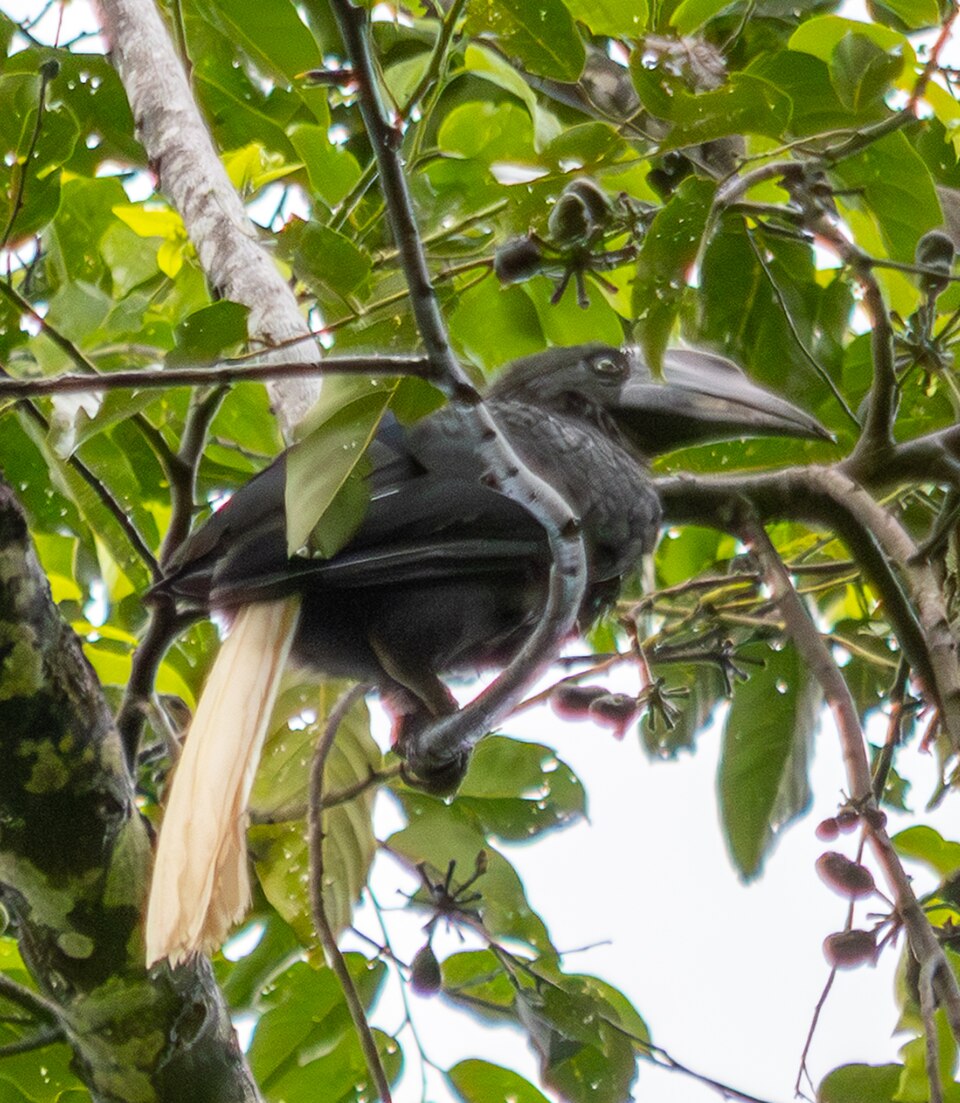 Sulu Hornbill