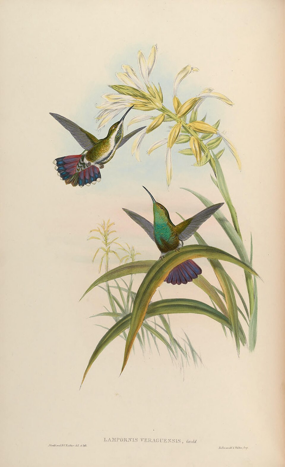 Veraguan Mango